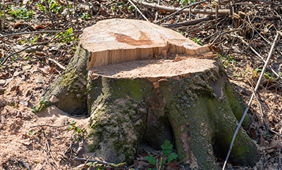 Tree Removal