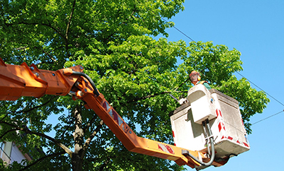 Tree Trimming