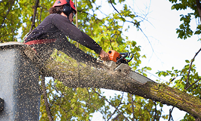 Tree Pruning