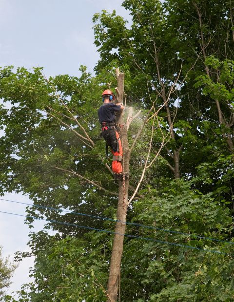 Tree Pruning