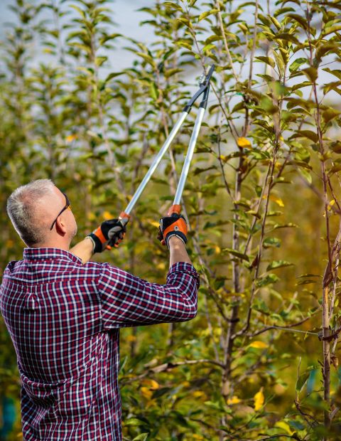 Tree Trimming