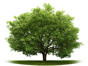 JRN Tree Services