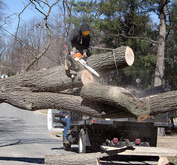 Expert Tree Removal Services