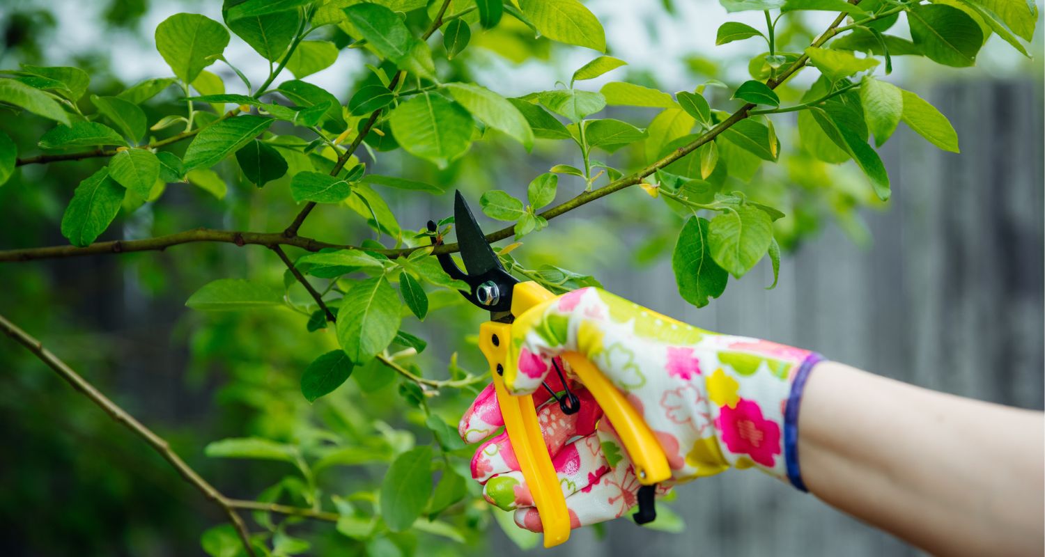 tree trimming service